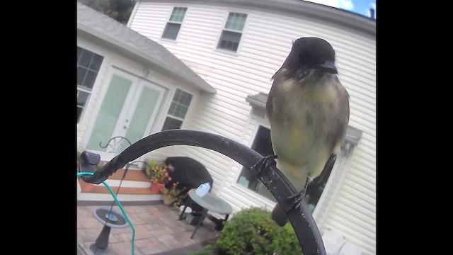 Eastern Phoebe - ML642906735