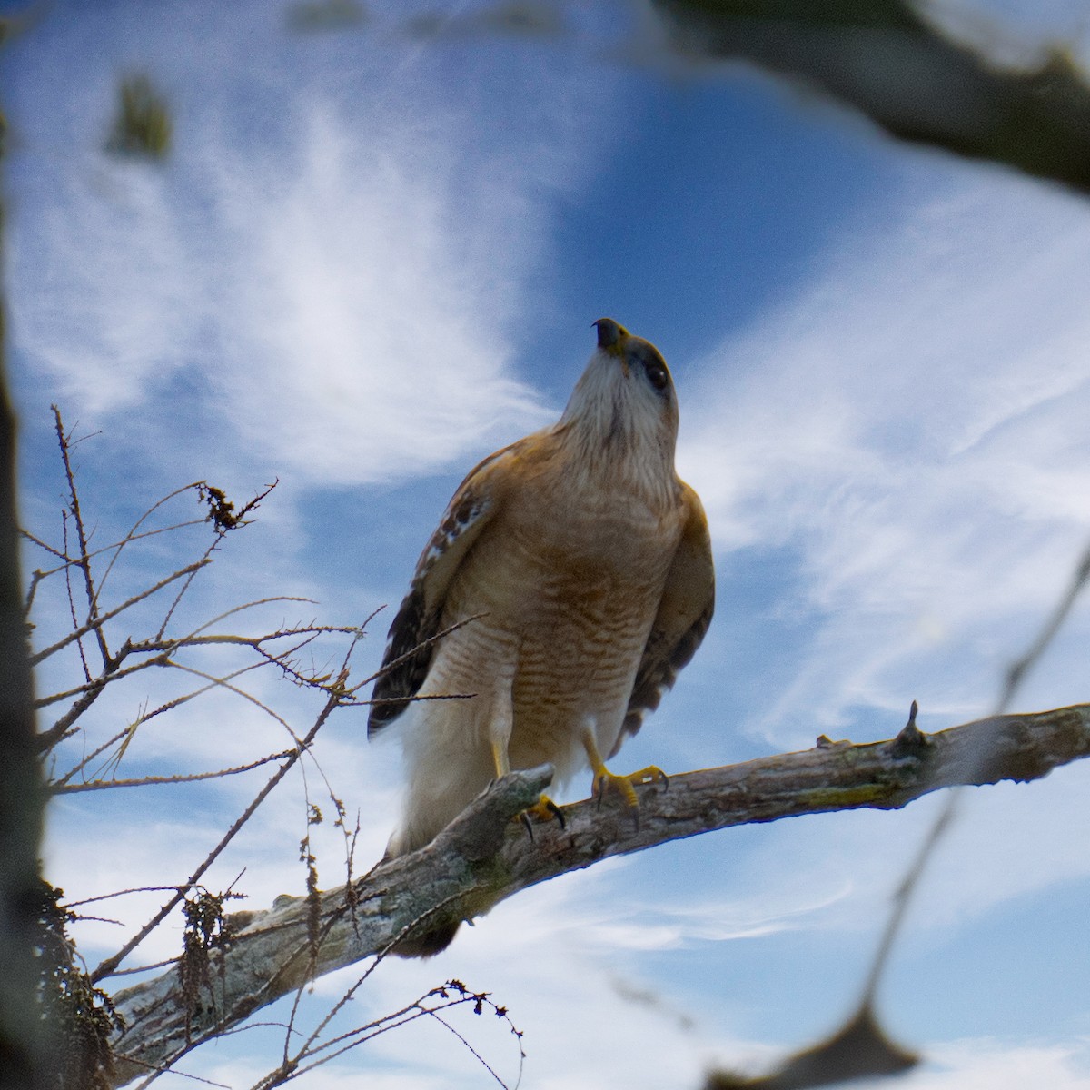 Red-shouldered Hawk - ML642906740