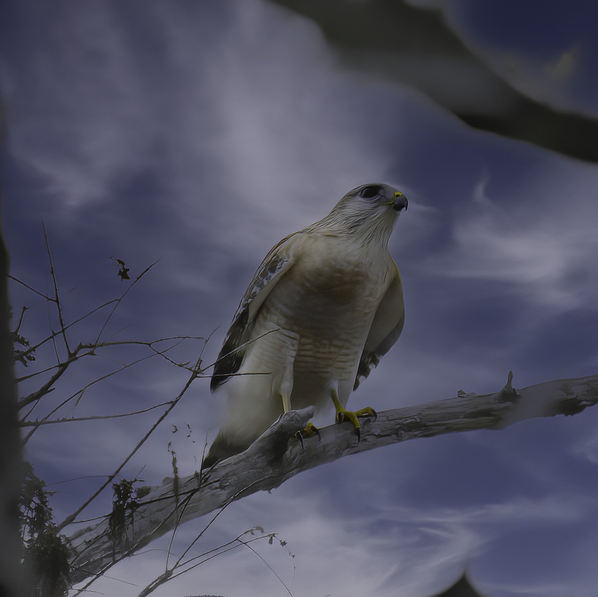 Red-shouldered Hawk - ML642906741