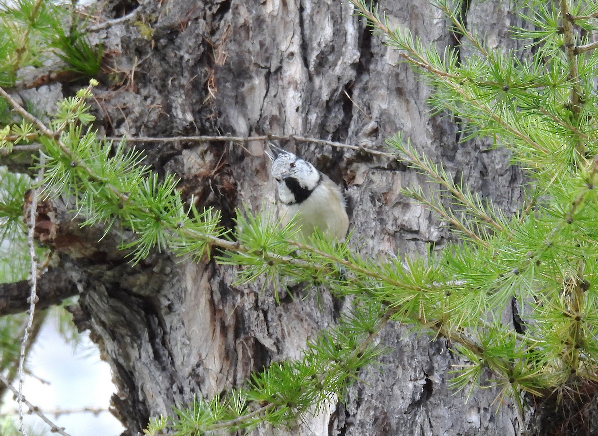 Crested Tit - ML642906742