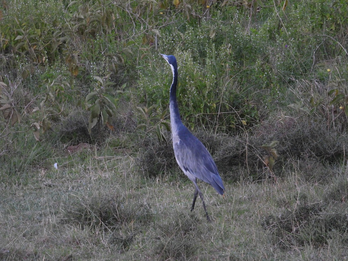 Black-headed Heron - ML642906745