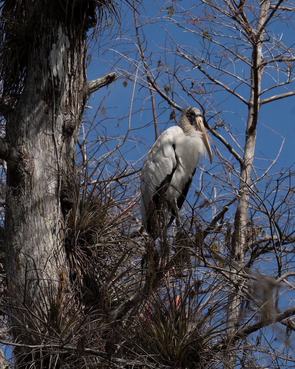 Wood Stork - ML642906751
