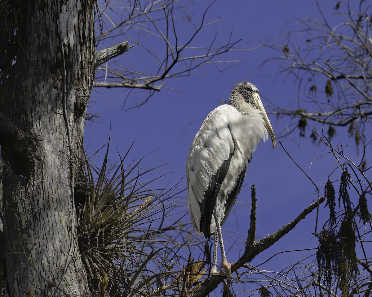 Wood Stork - ML642906752