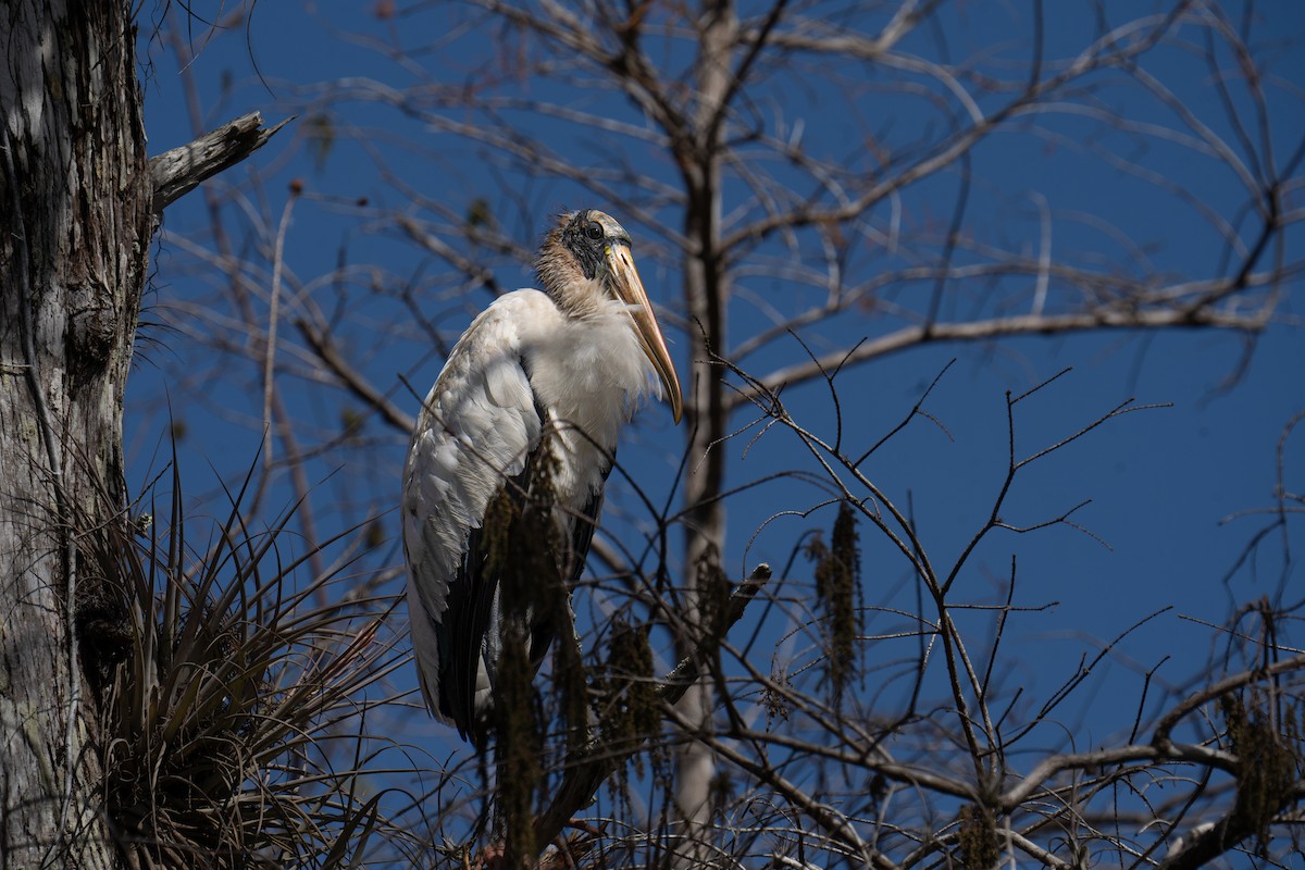 Wood Stork - ML642906753