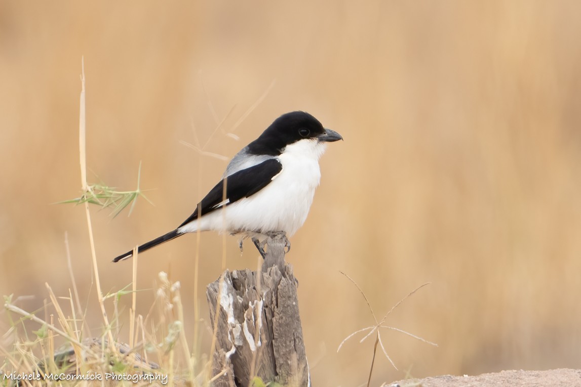 Taita Fiscal - ML642906757