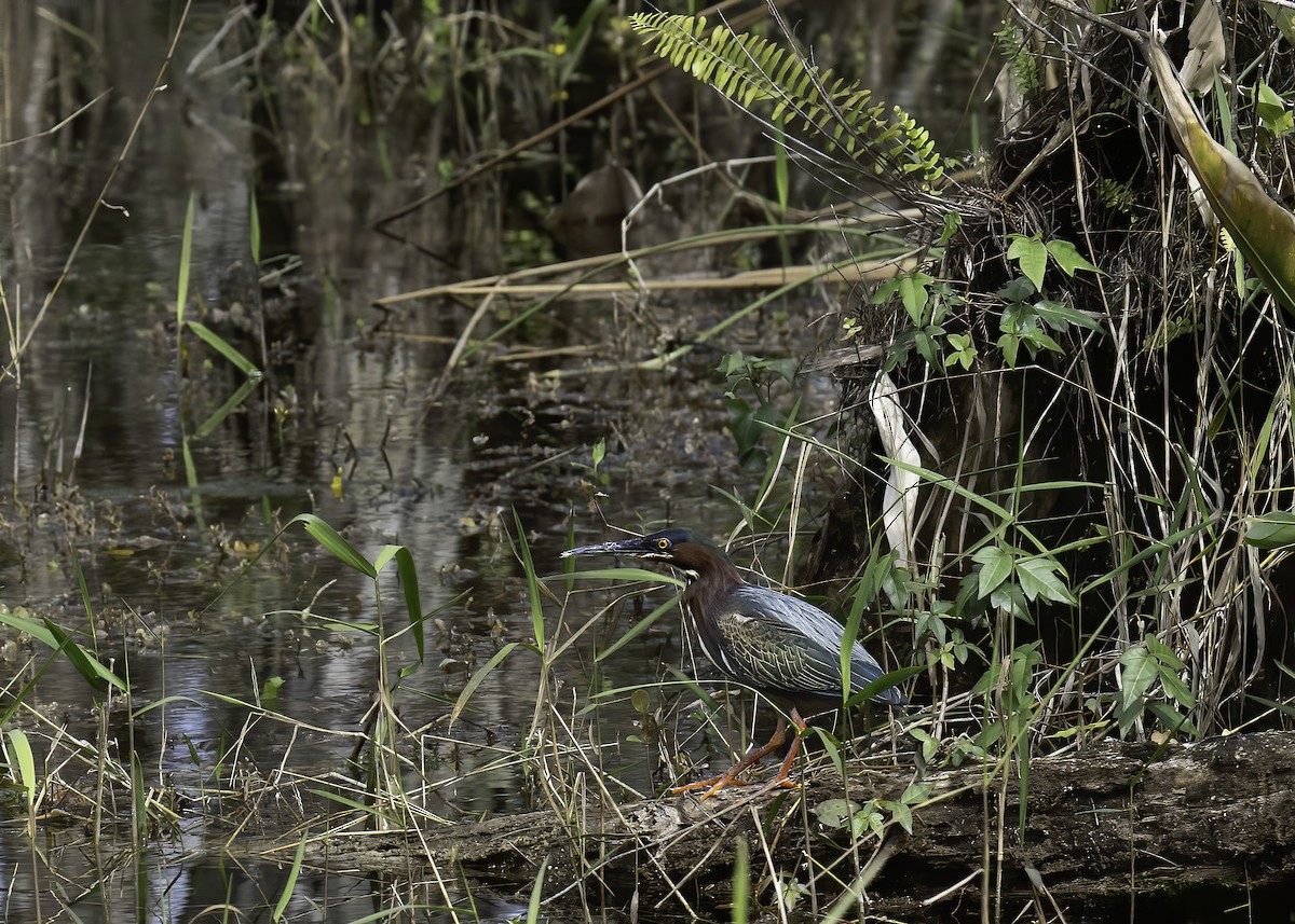 Green Heron - ML642906762