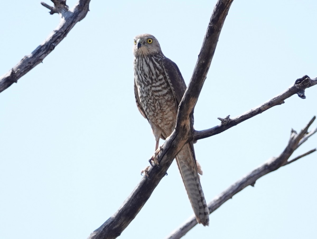 Collared Sparrowhawk - ML642906777