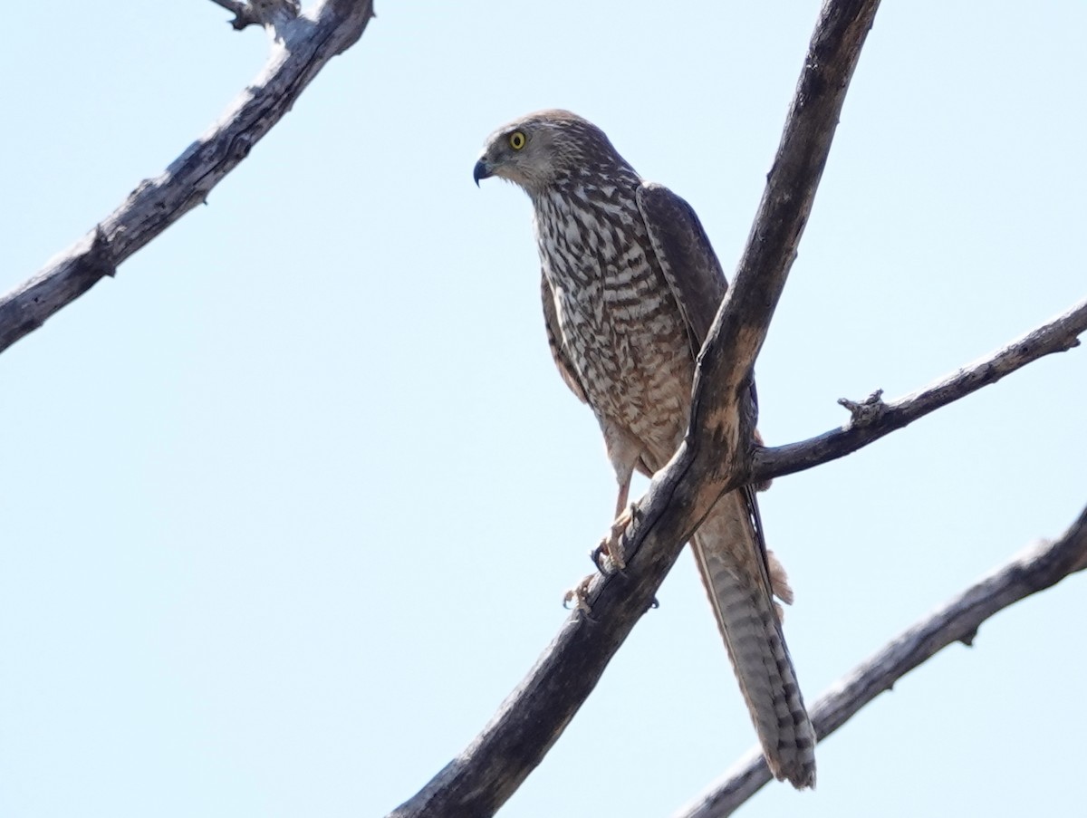 Collared Sparrowhawk - ML642906778