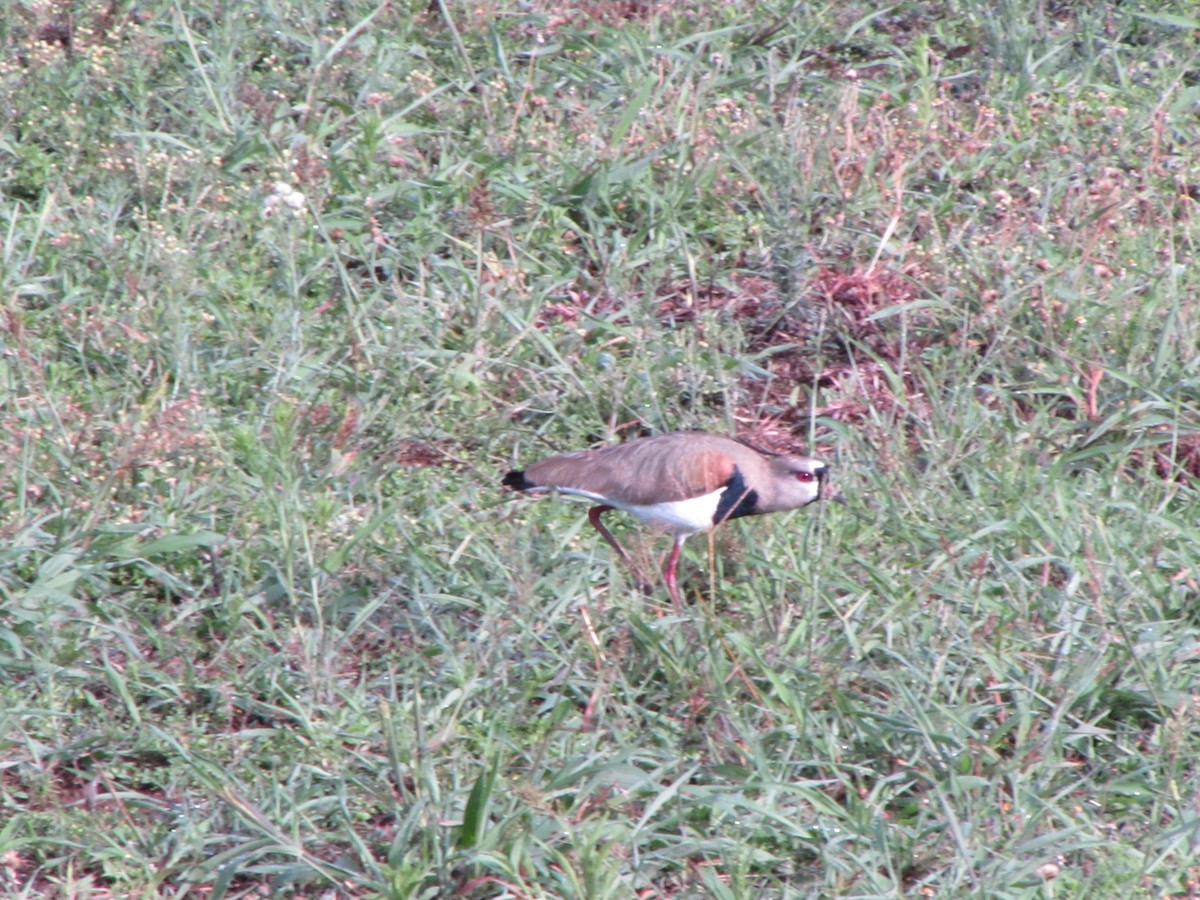 Southern Lapwing - ML642906779