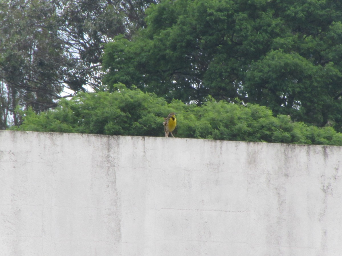 Eastern Meadowlark - ML642906780