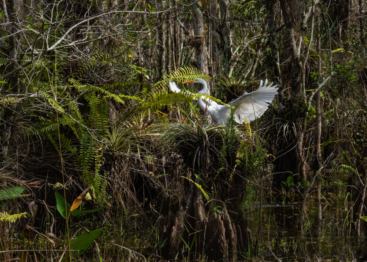 Great Egret - ML642906782