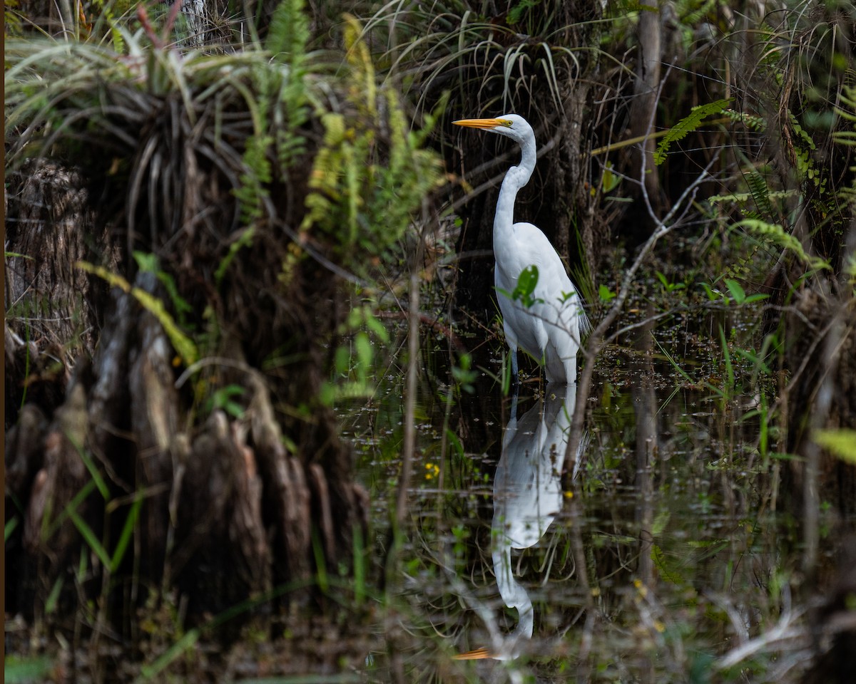 Great Egret - ML642906783