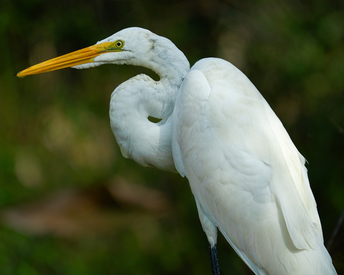 Great Egret - ML642906784