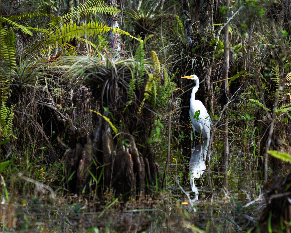 Great Egret - ML642906785