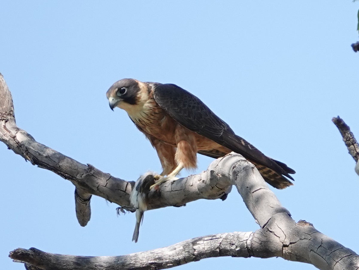 Australian Hobby - ML642906786