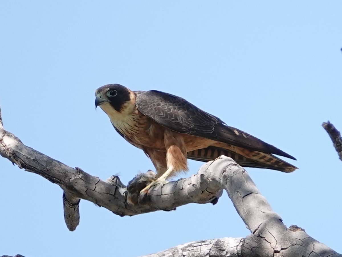 Australian Hobby - ML642906787