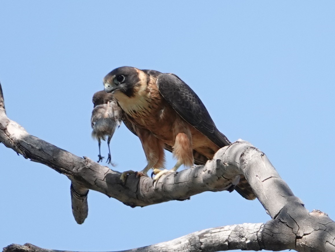Australian Hobby - ML642906788