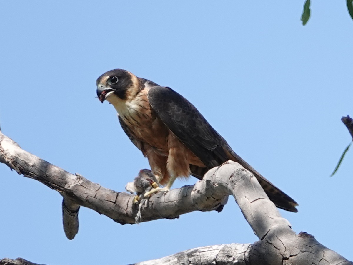 Australian Hobby - ML642906789