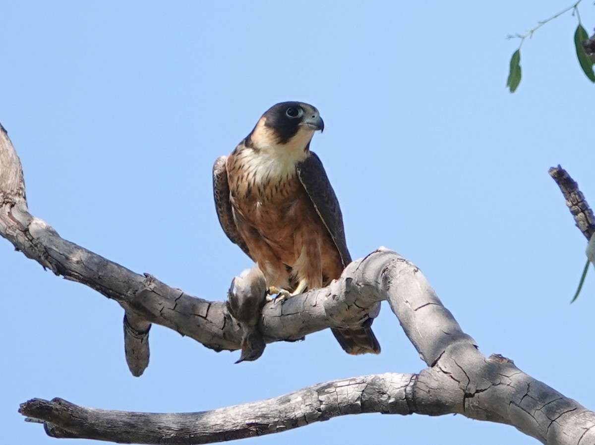 Australian Hobby - ML642906791