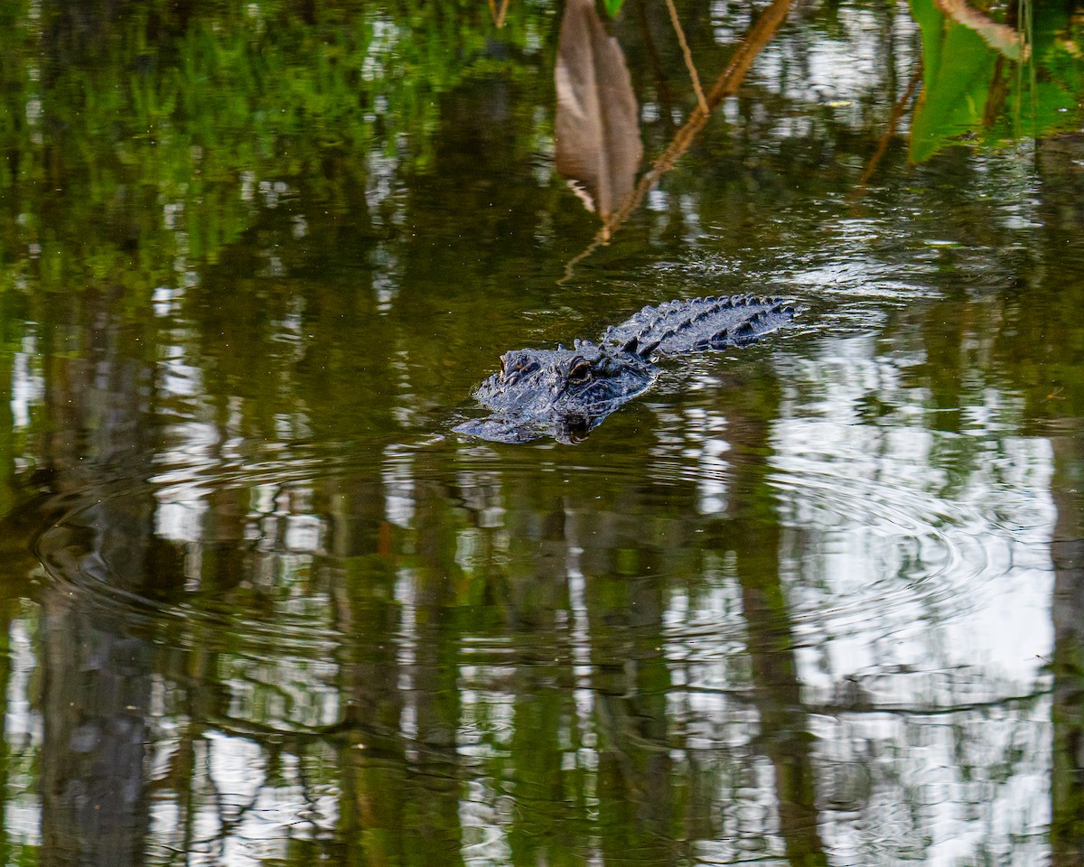 American Alligator - ML642906799