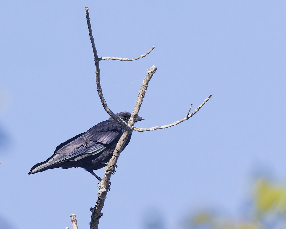 American Crow - ML642906803