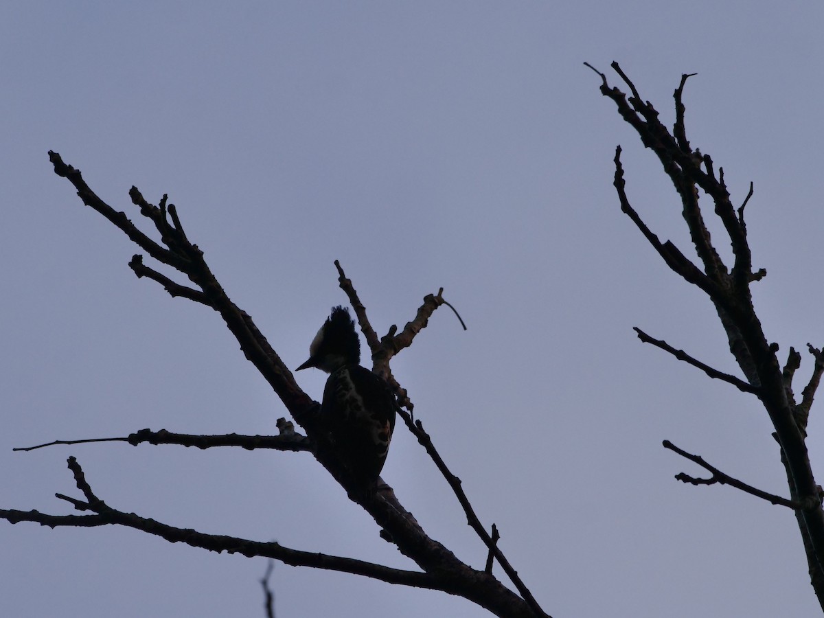 Heart-spotted Woodpecker - ML642906817