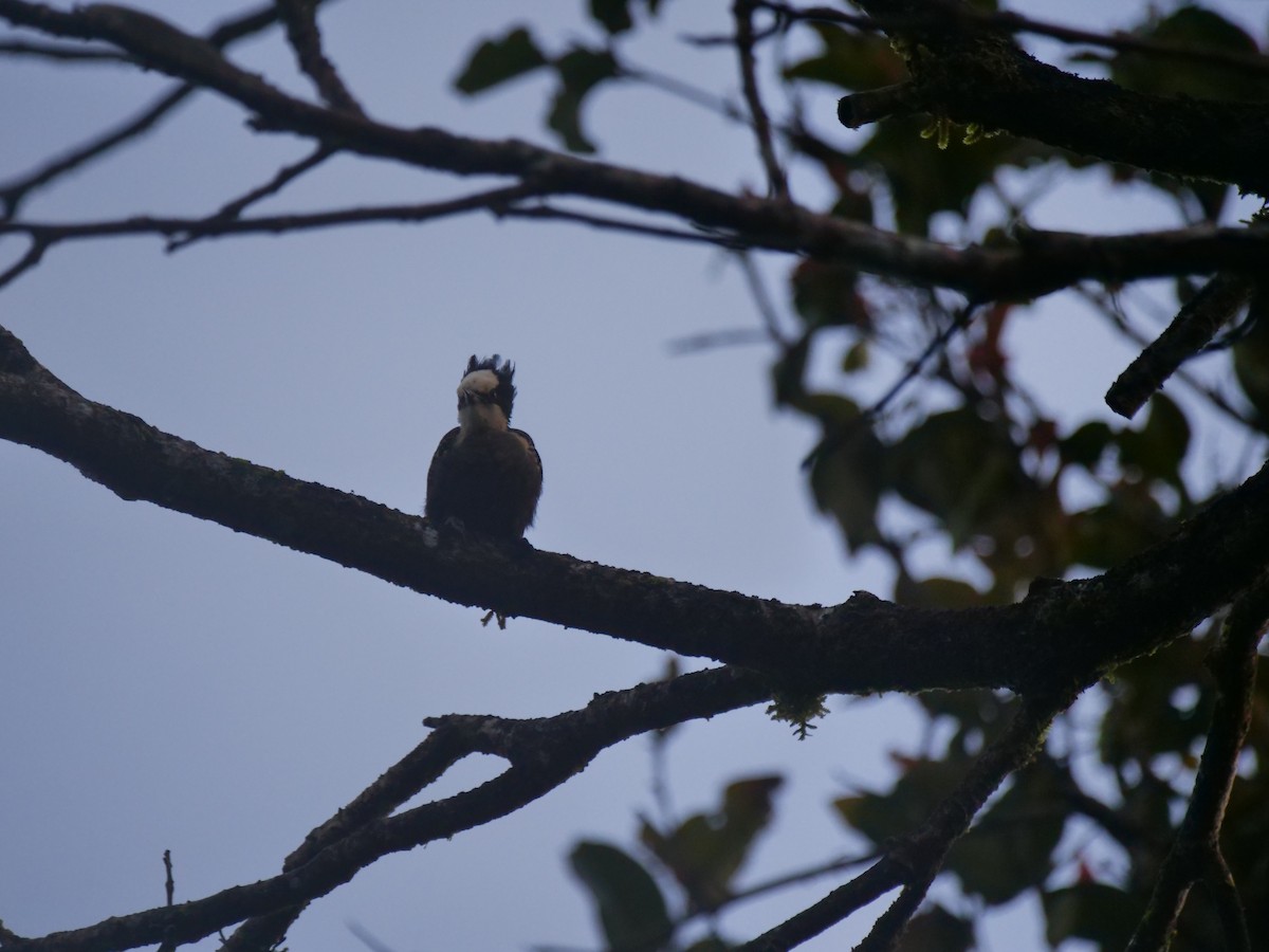 Heart-spotted Woodpecker - ML642906819