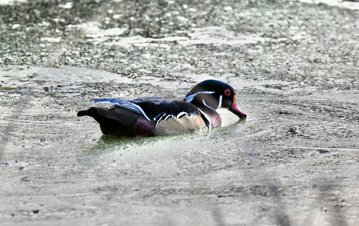 Wood Duck - ML642906830