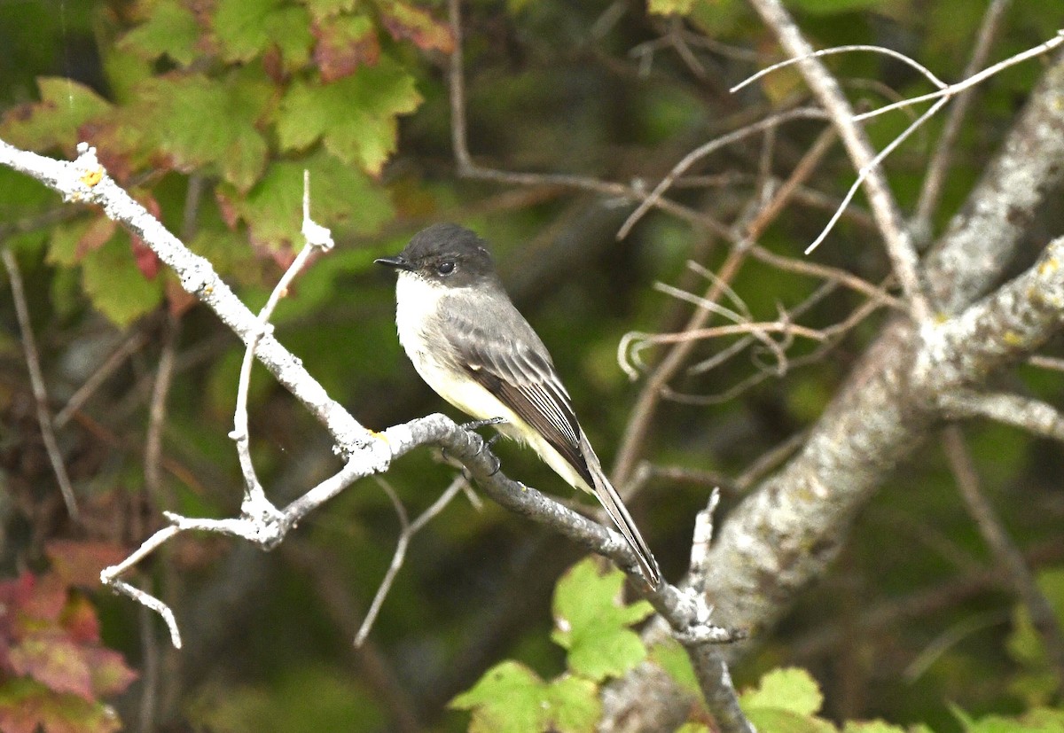 Eastern Phoebe - ML642906835