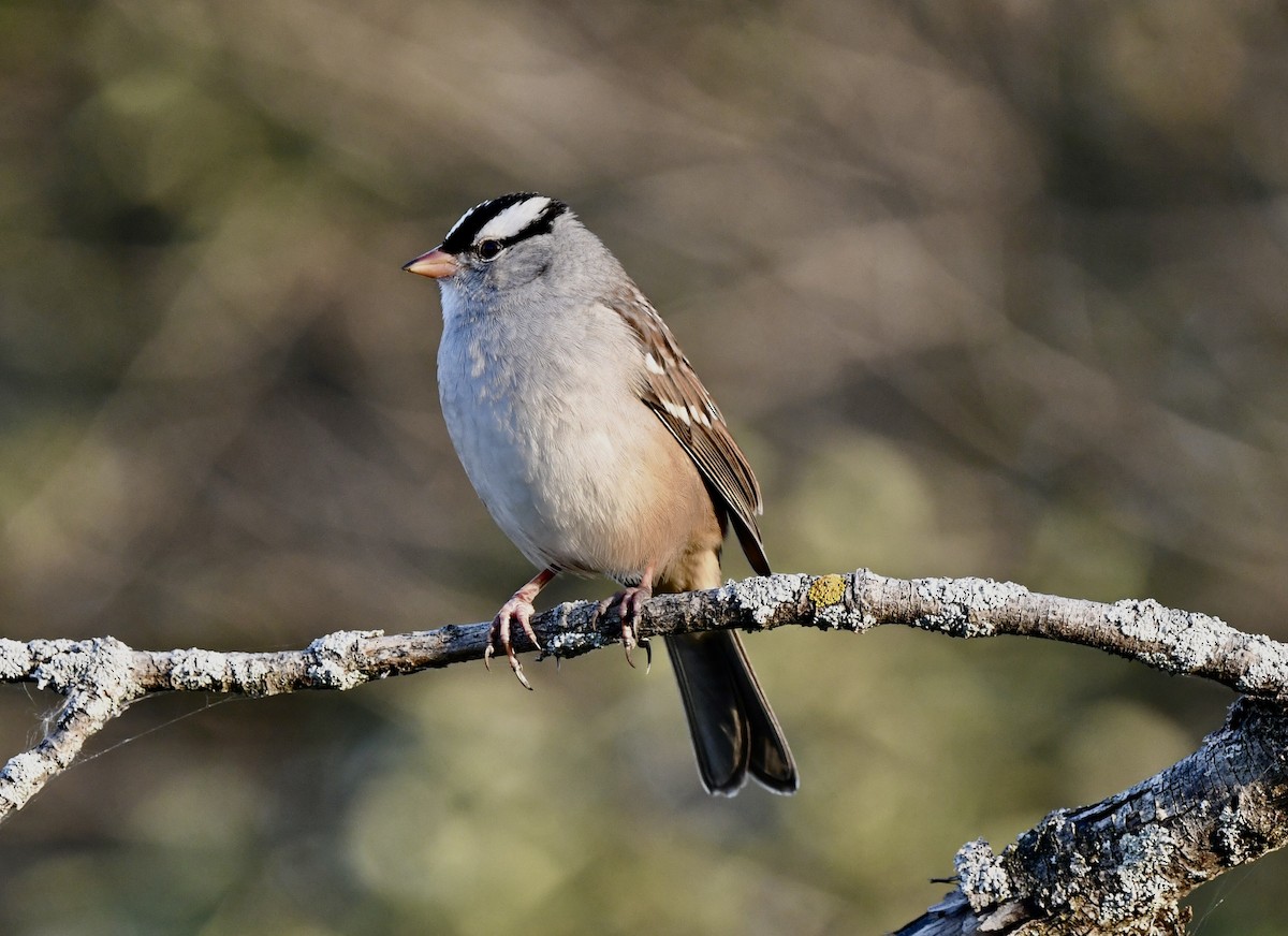 White-crowned Sparrow - ML642906838