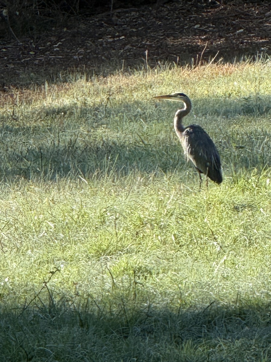 Great Blue Heron - ML642906840