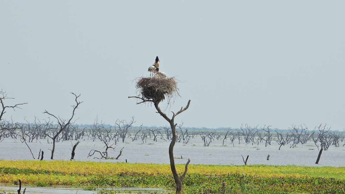 Jabiru - ML642906872