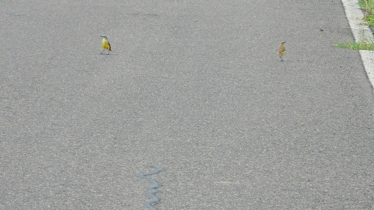 Cattle Tyrant - ML642906893