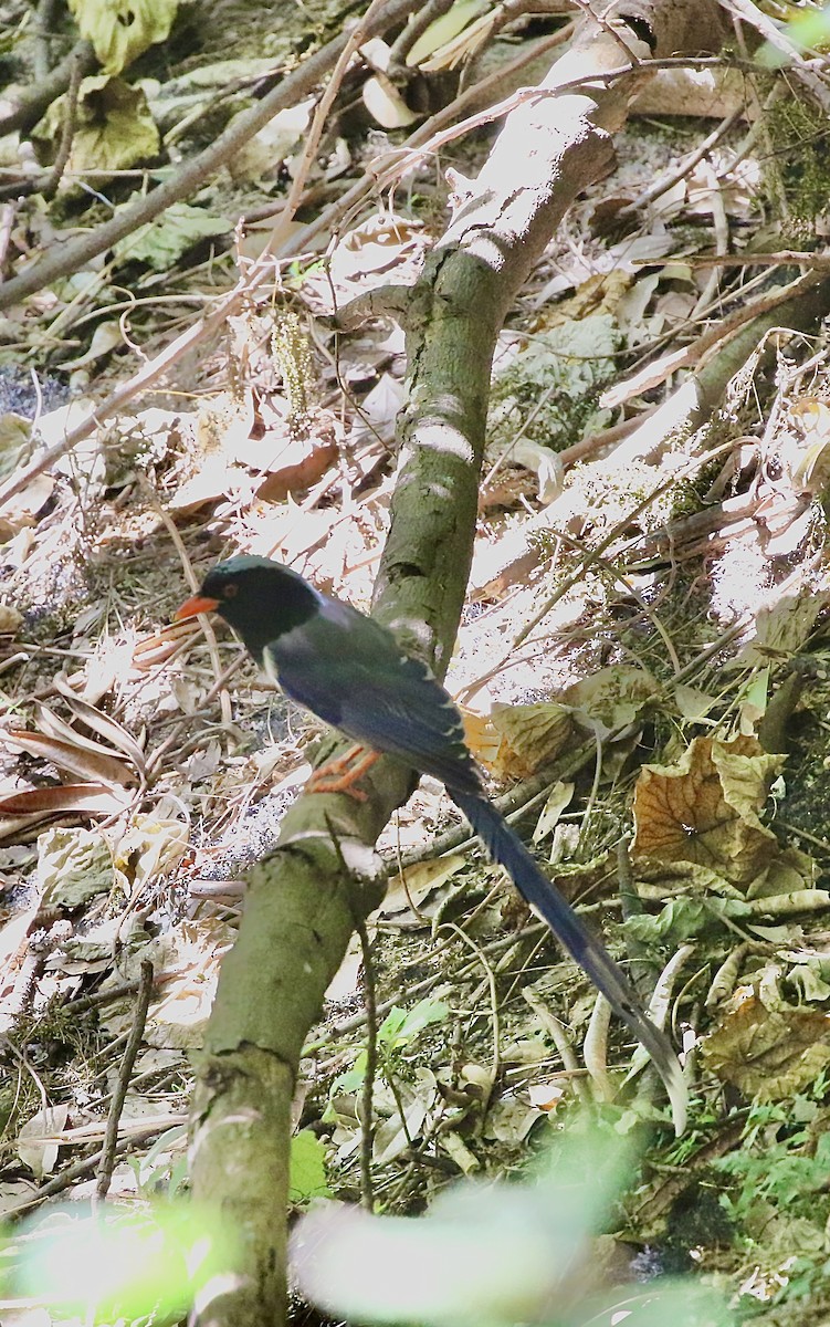 Red-billed Blue-Magpie - ML642906898