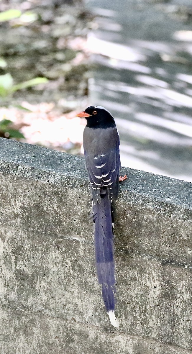 Red-billed Blue-Magpie - ML642906899
