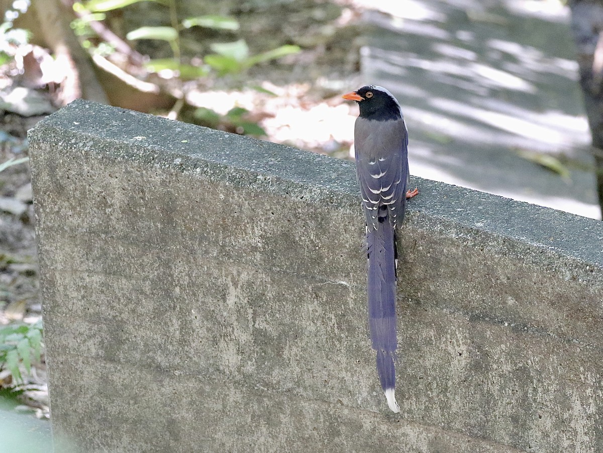 Red-billed Blue-Magpie - ML642906900