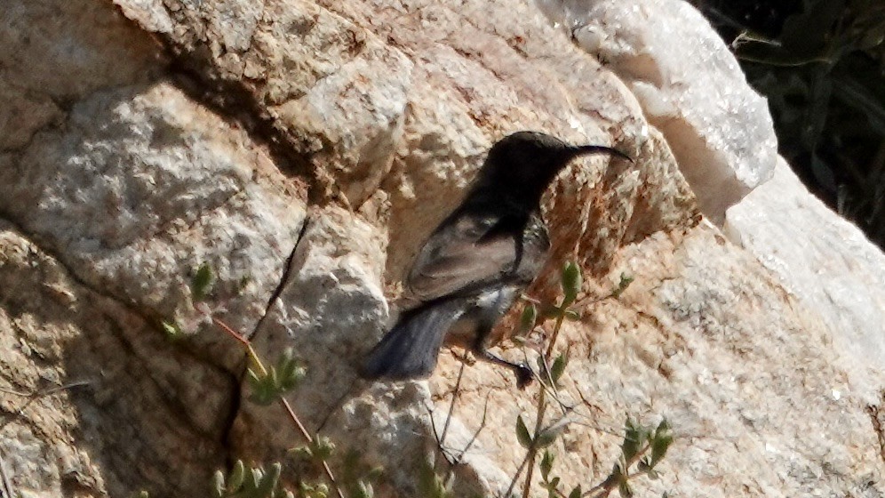 Dusky Sunbird - ML642906914