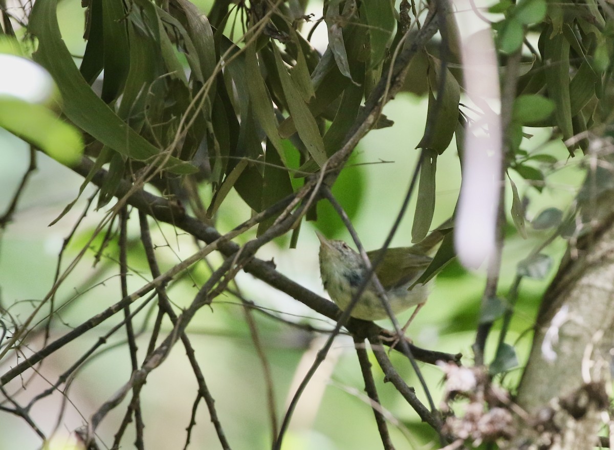 Common Tailorbird - ML642906916