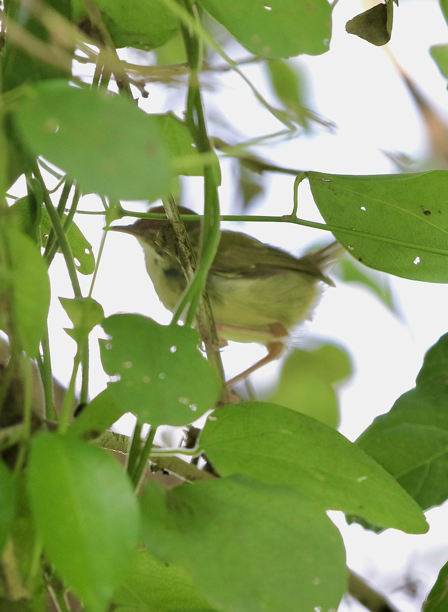 Common Tailorbird - ML642906917