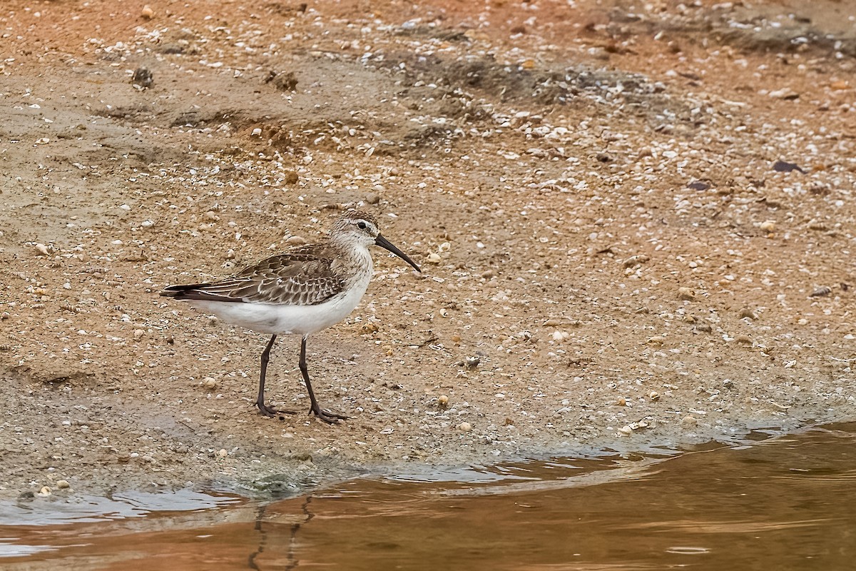 tundrasnipe - ML642906943