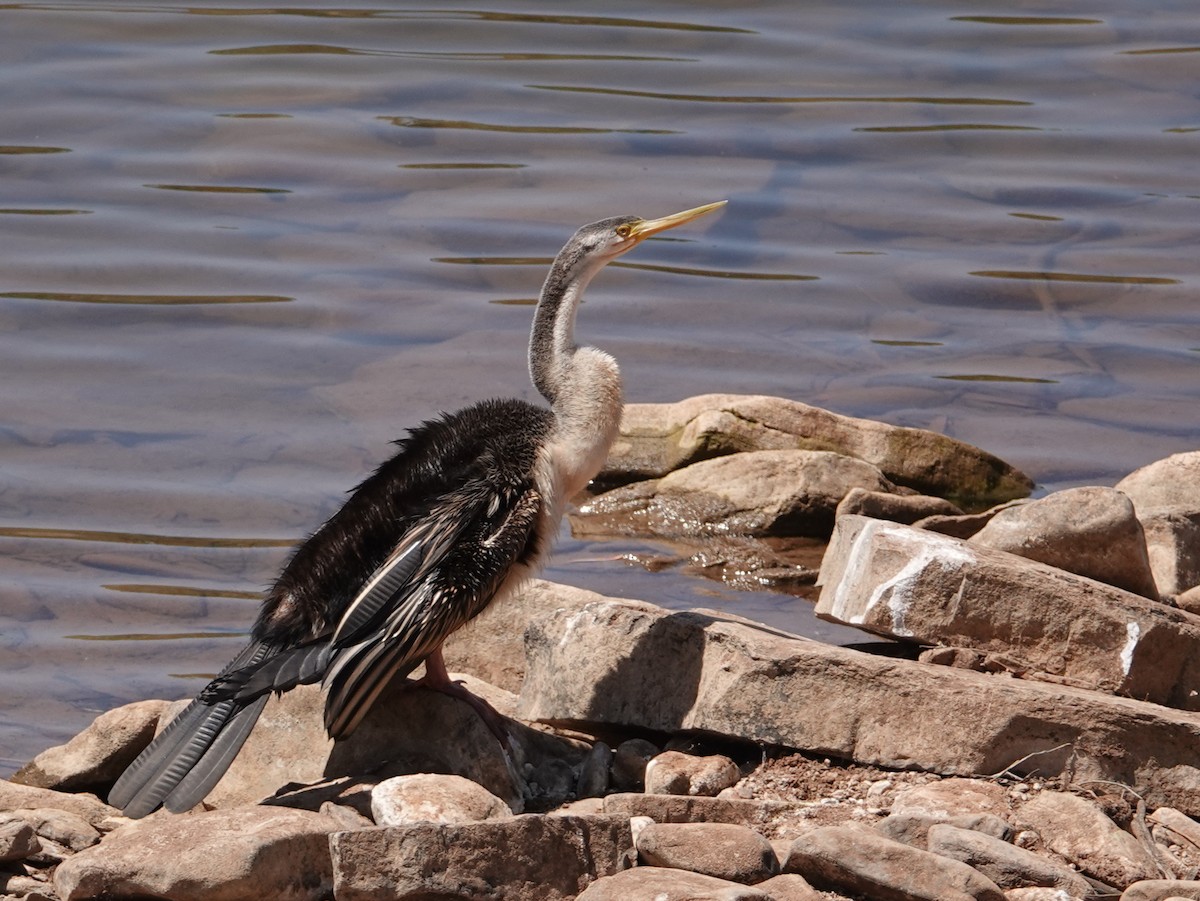 Australasian Darter - ML642906949