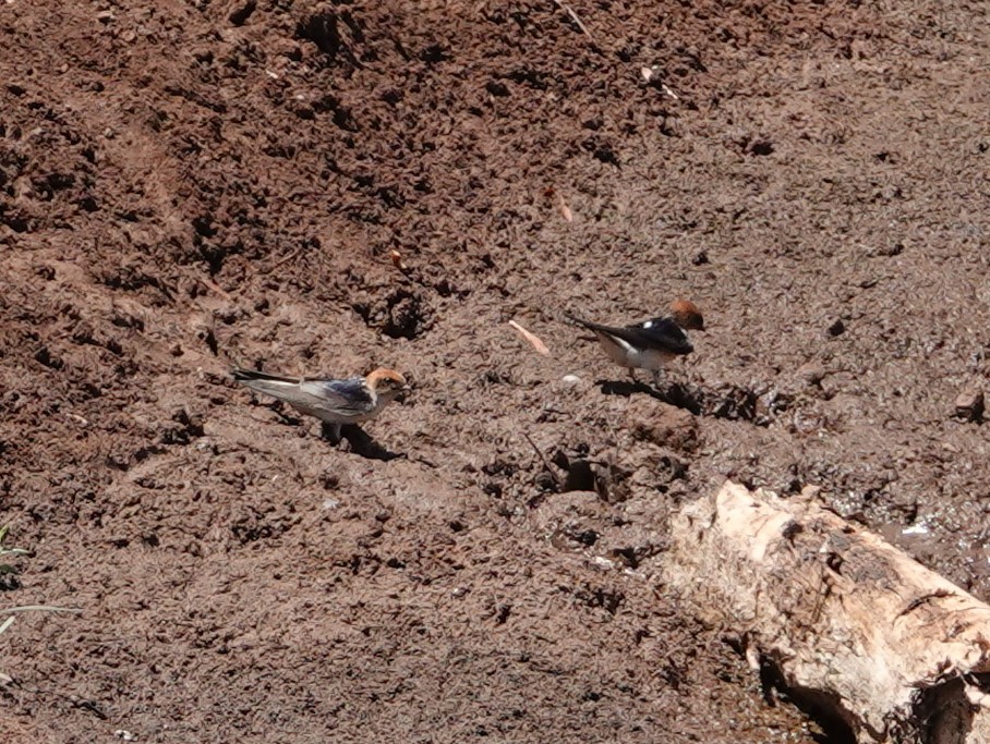 Fairy Martin - ML642906954