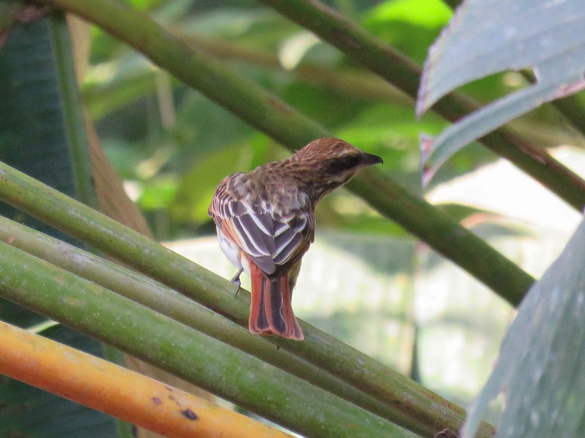 Streaked Flycatcher (Northern) - ML642906955