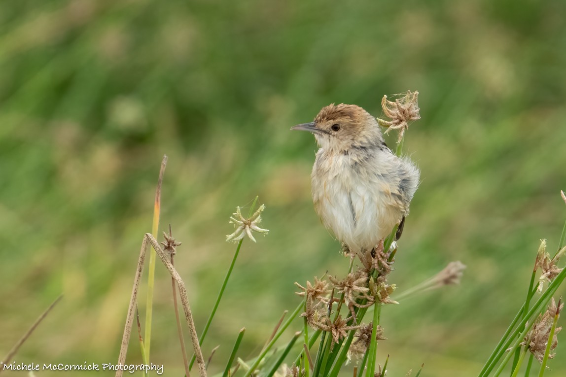 Singing Cisticola - ML642906957