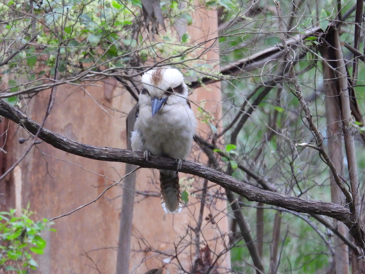 Laughing Kookaburra - ML642906989