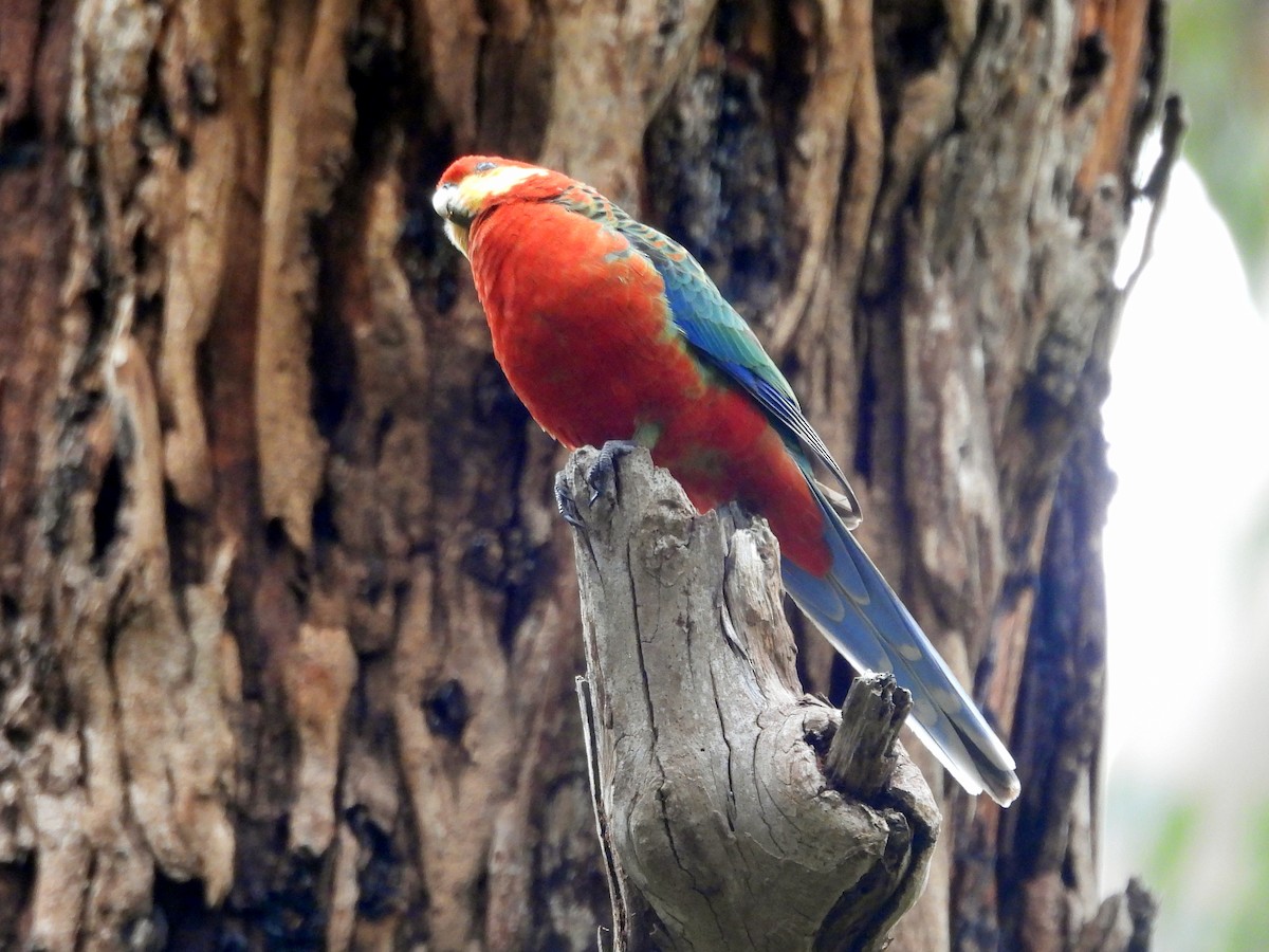 Western Rosella - ML642906995