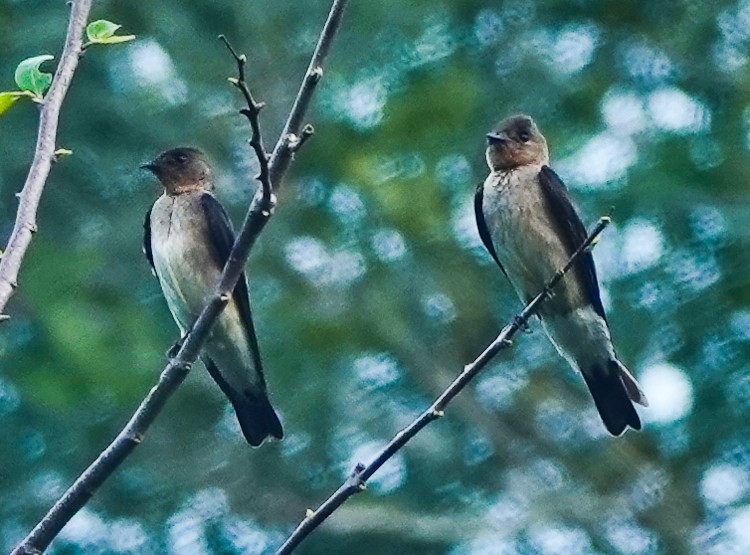 Southern Rough-winged Swallow - ML642906996
