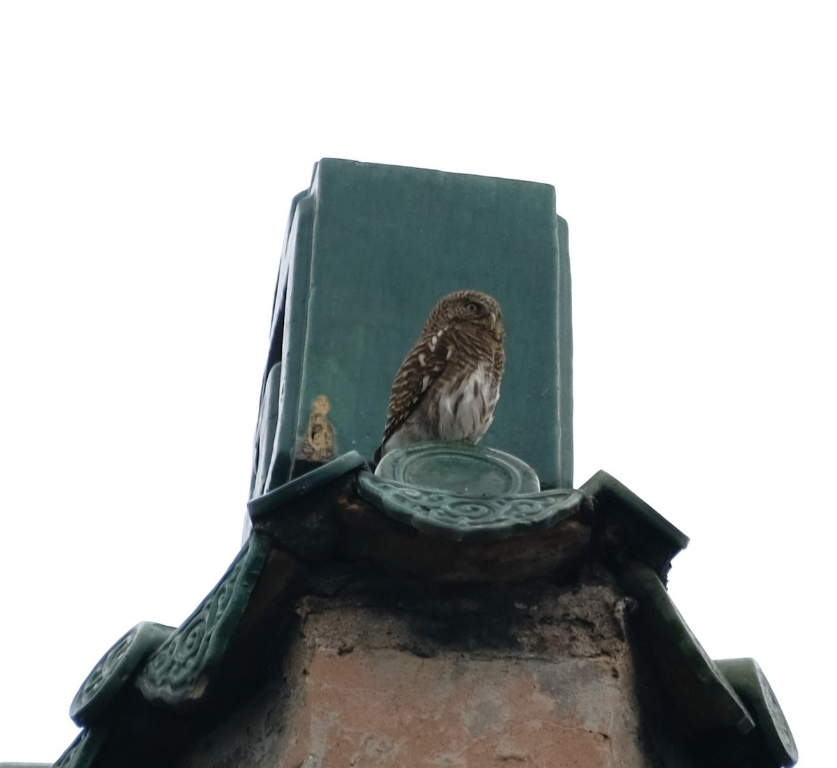 Asian Barred Owlet - ML642906999