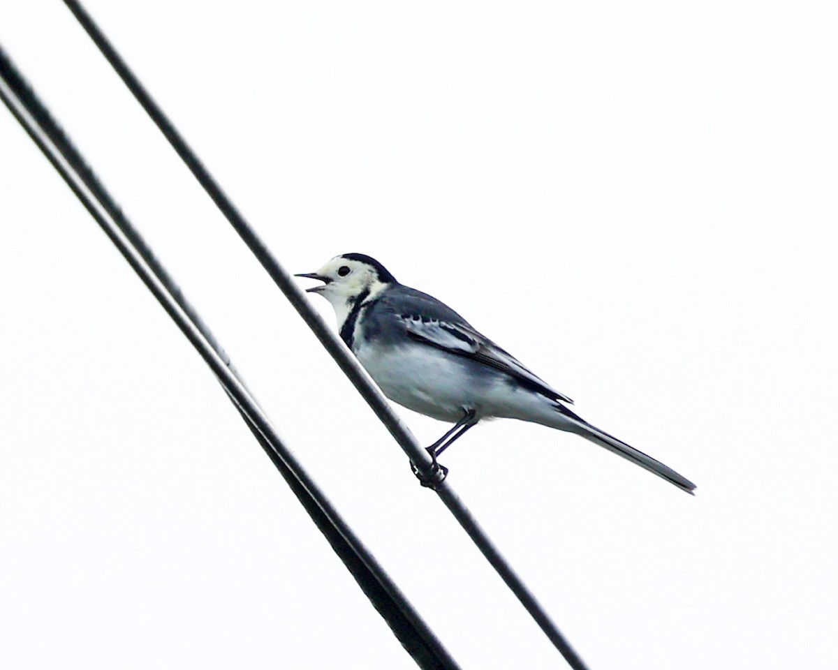 White Wagtail - ML642907008