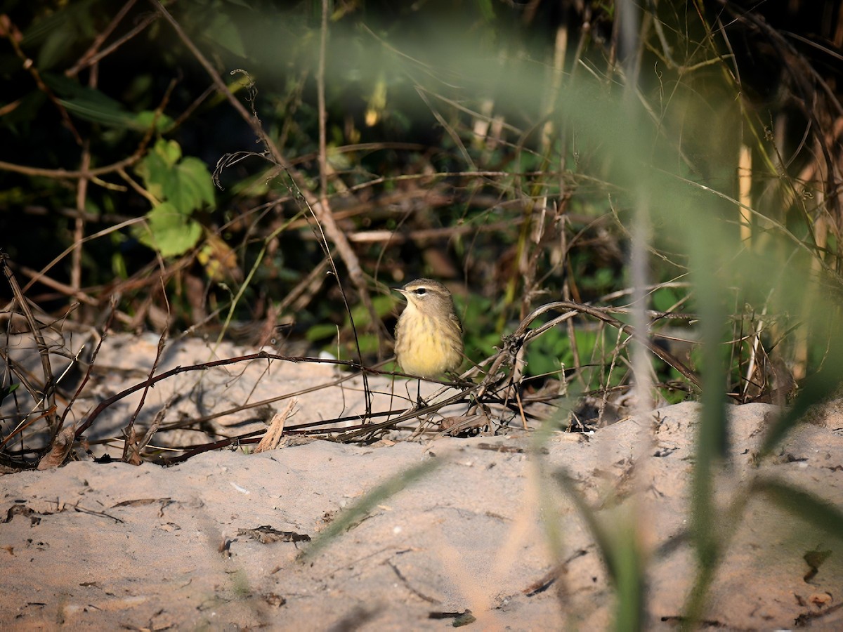 Palm Warbler - ML642907035